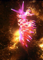   flabellina  